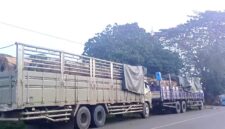 Dua unit truk tronton bermuatan kayu yang sempat diberhentikan oleh warga di wilayah Kutai Barat. Peristiwa ini terjadi atas  dasar laporan warga kepada Presidium Dewan Adat (PDA) Kubar, yang kemudian memfasilitasi mediasi antara pelapor dan pihak pemilik unit dan Kayu  (Foto: Ist/Reportaseexpose.com – Johansyah)