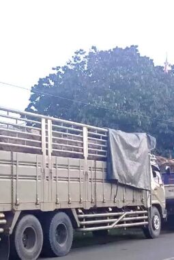 Ketua Dewan Adat Kutai Barat Klarifikasi Isu Penahanan Truk Kayu: Bukan Penahanan, Tapi Miskomunikasi