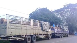 Dua unit truk tronton bermuatan kayu yang sempat diberhentikan oleh warga di wilayah Kutai Barat. Peristiwa ini terjadi atas  dasar laporan warga kepada Presidium Dewan Adat (PDA) Kubar, yang kemudian memfasilitasi mediasi antara pelapor dan pihak pemilik unit dan Kayu  (Foto: Ist/Reportaseexpose.com – Johansyah)