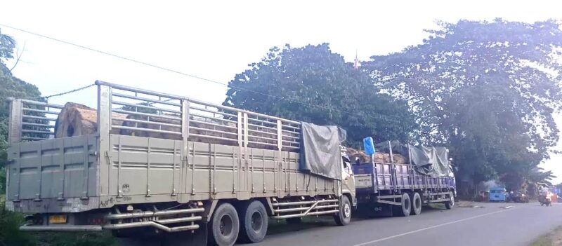 Dua unit truk tronton bermuatan kayu yang sempat diberhentikan oleh warga di wilayah Kutai Barat. Peristiwa ini terjadi atas  dasar laporan warga kepada Presidium Dewan Adat (PDA) Kubar, yang kemudian memfasilitasi mediasi antara pelapor dan pihak pemilik unit dan Kayu  (Foto: Ist/Reportaseexpose.com – Johansyah)